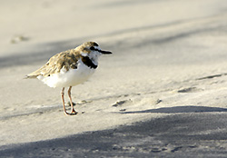 Collared Plover